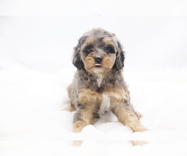 Medium Photo #3  Breeder Profile in DYERSBURG, TN, USA