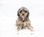 Small #2 Breeder Profile image