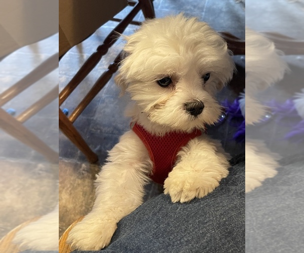 Medium Photo #1  Breeder Profile in REDDING, CA, USA