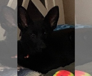 German Shepherd Dog Dog Breeder near BOKOSHE, OK, USA