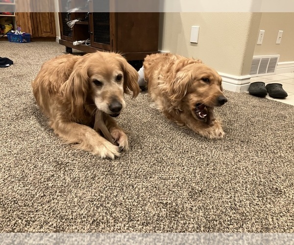 Medium Photo #2  Breeder Profile in IDAHO FALLS, ID, USA