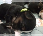 Small #21 Breeder Profile image