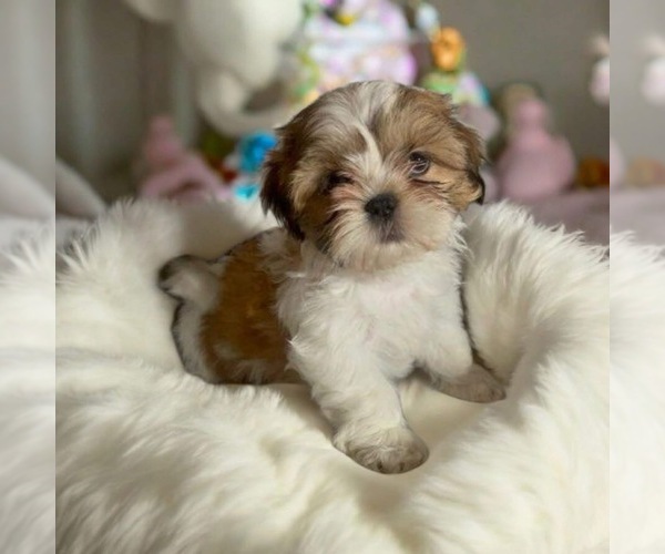 Medium Photo #7  Breeder Profile in HILLSBOROUGH, NJ, USA