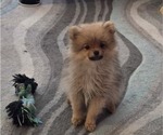 Small #26 Breeder Profile image