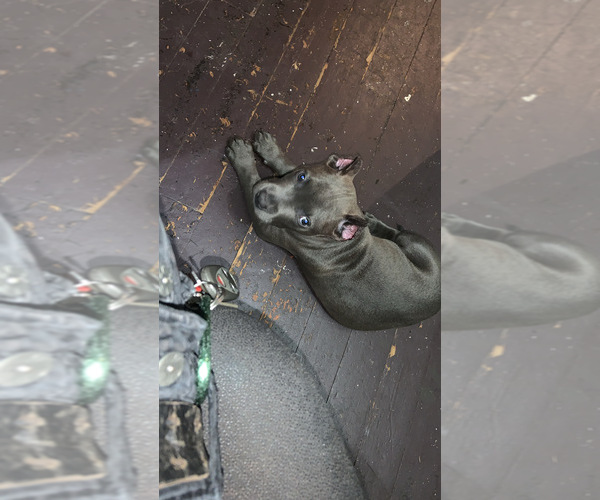 Medium Photo #12  Breeder Profile in ORANGE, NJ, USA