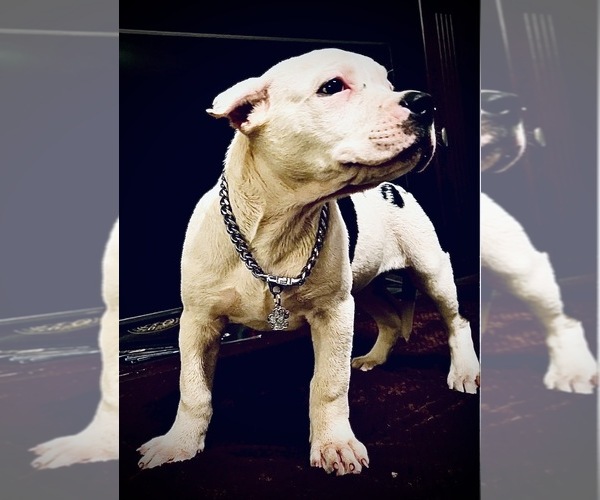 Medium Photo #8  Breeder Profile in FORT MITCHELL, AL, USA