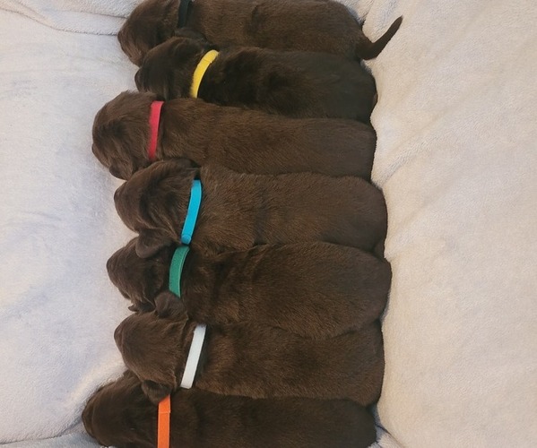 Medium Photo #1  Breeder Profile in OXFORD, NC, USA