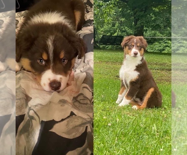 Medium Photo #18  Breeder Profile in MUNFORDVILLE, KY, USA