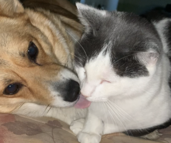 Medium Photo #33  Breeder Profile in MIDLOTHIAN, TX, USA