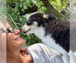 Miniature Australian Shepherd Dog Breeder near EXETER, MO, USA