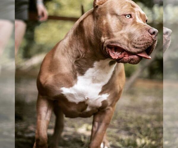 Medium Photo #4  Breeder Profile in CONROE, TX, USA