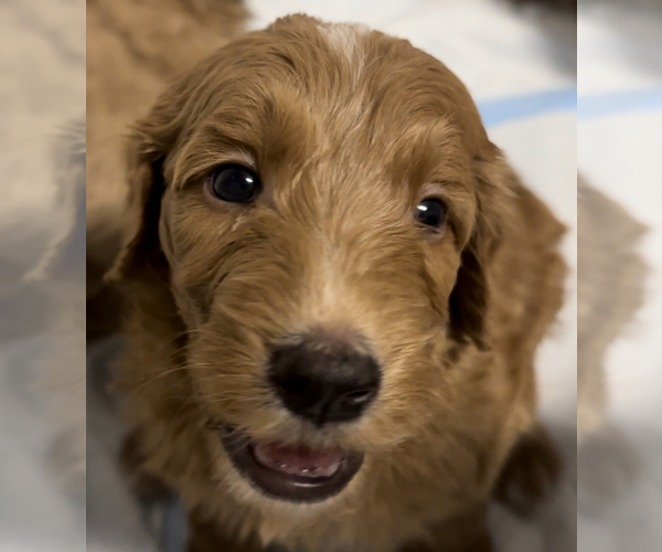 Medium Photo #3  Breeder Profile in HONOLULU, HI, USA