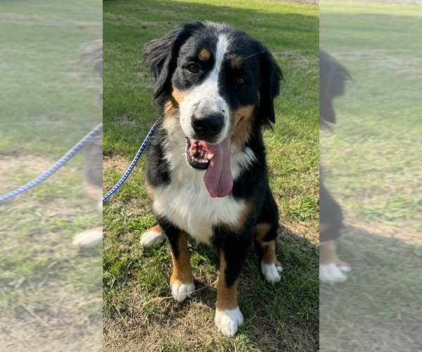 Medium Photo #21  Breeder Profile in MERRILL, MI, USA