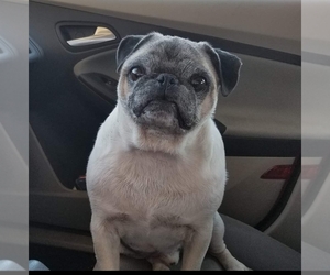 Pug Dog Breeder near PARSONS, KS, USA