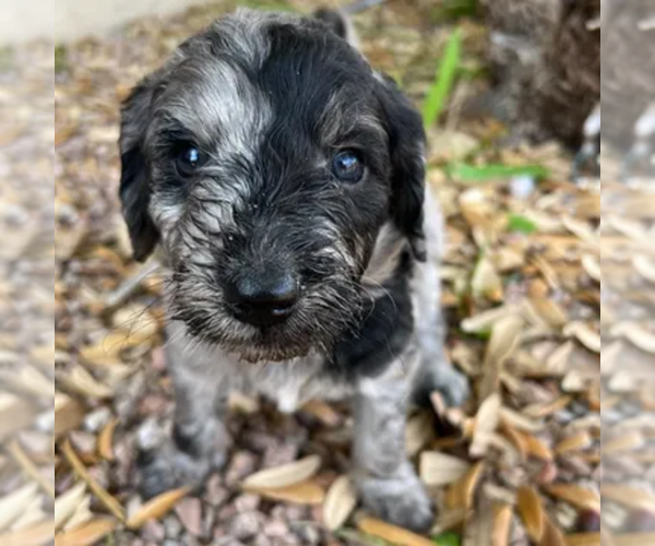 Medium Photo #9  Breeder Profile in GILBERT, AZ, USA