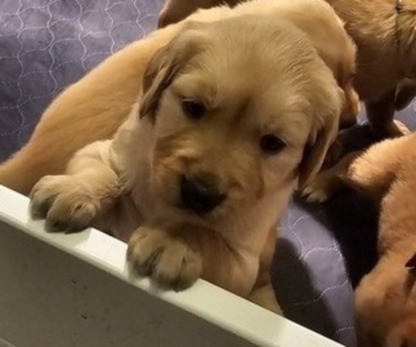 Medium Photo #2  Breeder Profile in VERONA, MO, USA