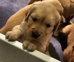 Small #1 Breeder Profile image