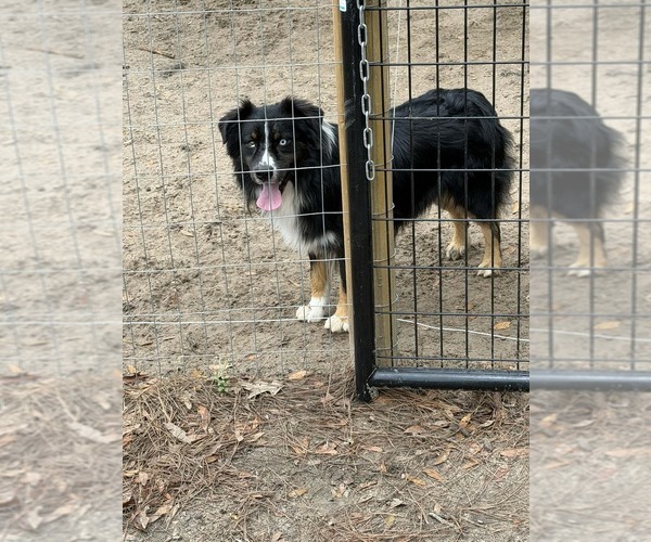 Medium Photo #4  Breeder Profile in NEWBERRY, FL, USA