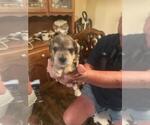 Small #9 Breeder Profile image