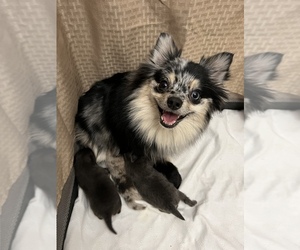Main photo of Pomeranian Dog Breeder near FRESNO, CA, USA