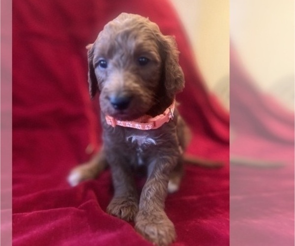 Medium Photo #7  Breeder Profile in CLAREMORE, OK, USA
