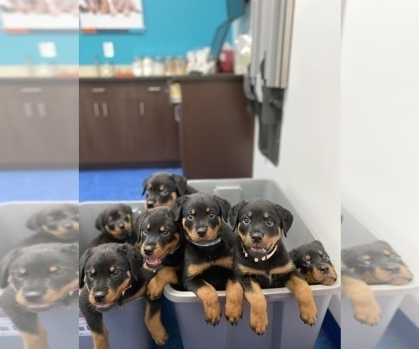 Medium Photo #7  Breeder Profile in PALM BAY, FL, USA