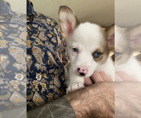 Medium Photo #30  Breeder Profile in BRANDON, FL, USA