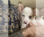 Small #29 Breeder Profile image