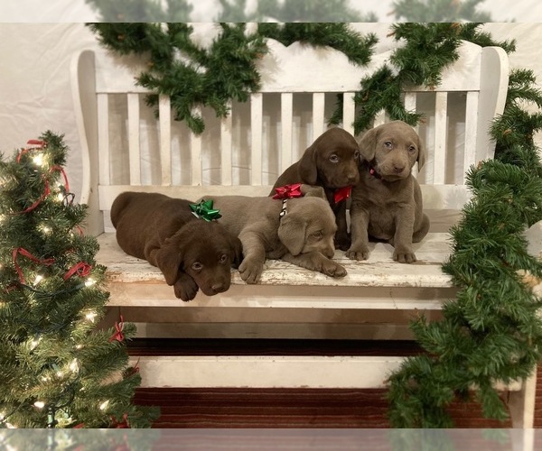 Medium Photo #6  Breeder Profile in MIDDLEBURY, IN, USA