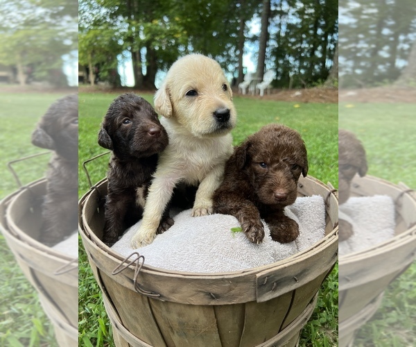 Medium Photo #1  Breeder Profile in KENLY, NC, USA