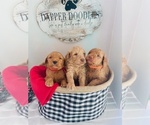 Small breeder photo