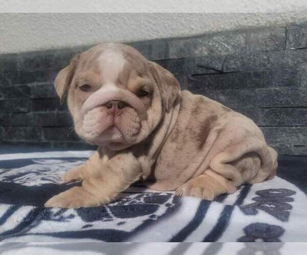 Medium Photo #1  Breeder Profile in EL PASO, TX, USA
