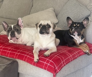 French Bulldog Dog Breeder near SMITHFIELD, NC, USA