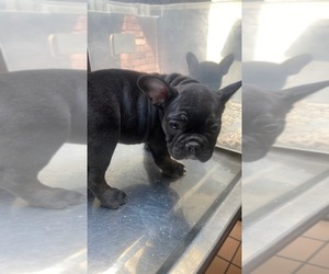 French Bulldog Dog Breeder near PITTSBURGH, PA, USA