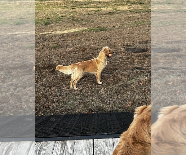 Medium Photo #77  Breeder Profile in FREDONIA, KS, USA