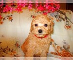 Small #3 Breeder Profile image