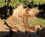 Small breeder photo