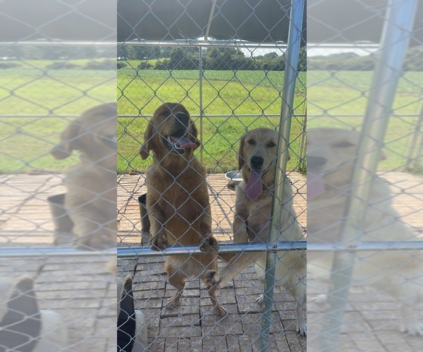 Medium Photo #1  Breeder Profile in HICKORY FLAT, MS, USA
