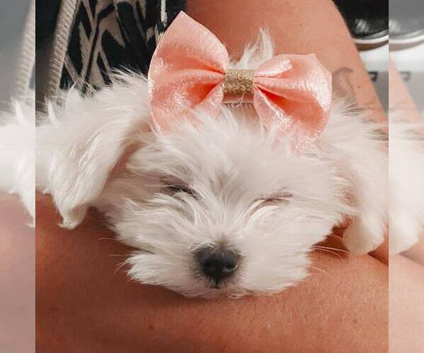 Medium Photo #6  Breeder Profile in SAN TAN VALLEY, AZ, USA