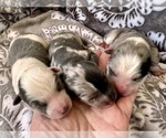 Small #21 Breeder Profile image