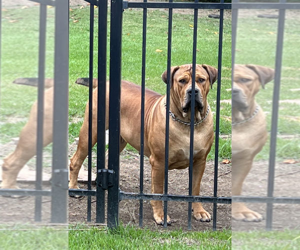 Medium Photo #1  Breeder Profile in MATTHEWS, NC, USA