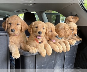 Golden Retriever Dog Breeder near VANCOUVER, WA, USA