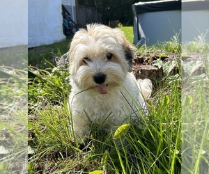 Main photo of Havanese Dog Breeder near Surrey, British Columbia, Canada