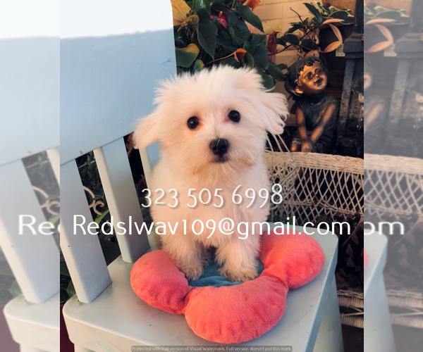 Medium Photo #1  Breeder Profile in LOS ANGELES, CA, USA