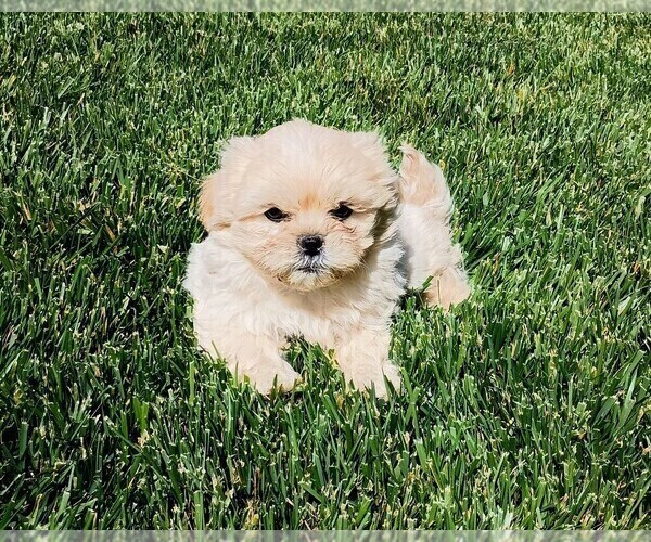 Medium Photo #1  Breeder Profile in ROSEVILLE, CA, USA