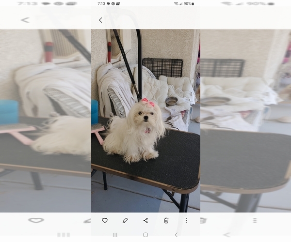 Medium Photo #1  Breeder Profile in LAS VEGAS, NV, USA