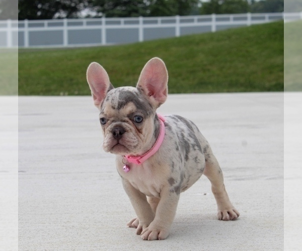 Medium Photo #19  Breeder Profile in FRESNO, OH, USA
