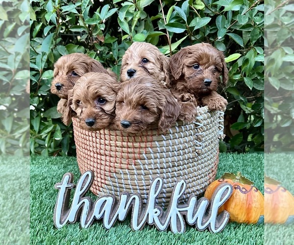 Medium Photo #2  Breeder Profile in BAKERSFIELD, CA, USA