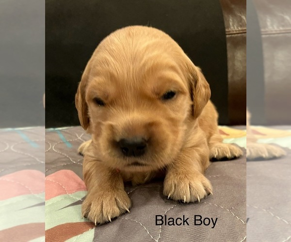 Medium Photo #19  Breeder Profile in IDAHO FALLS, ID, USA