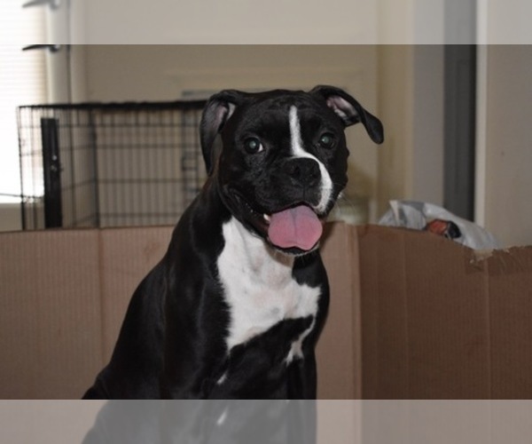 Medium Photo #1  Breeder Profile in GROTON, CT, USA